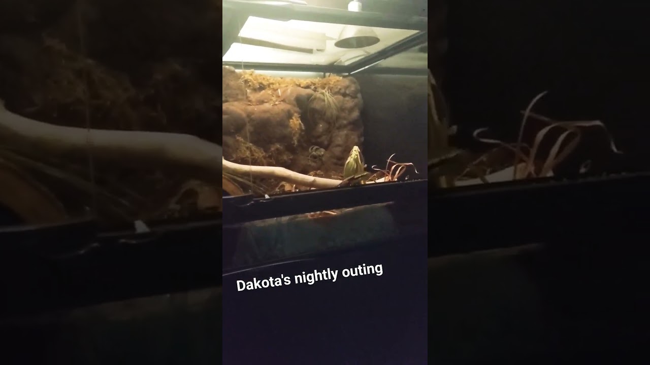 When your ball python loves to come out at night ! #ballpython