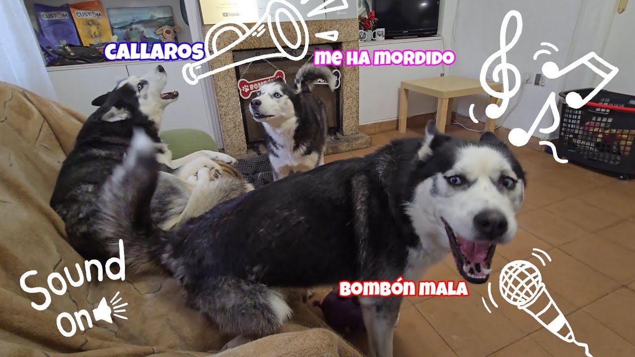 Tener Música De Fondo Natural ¡Es Fácil!👉 ¡ADOPTA UN HUSKY! 🎶🐶😂