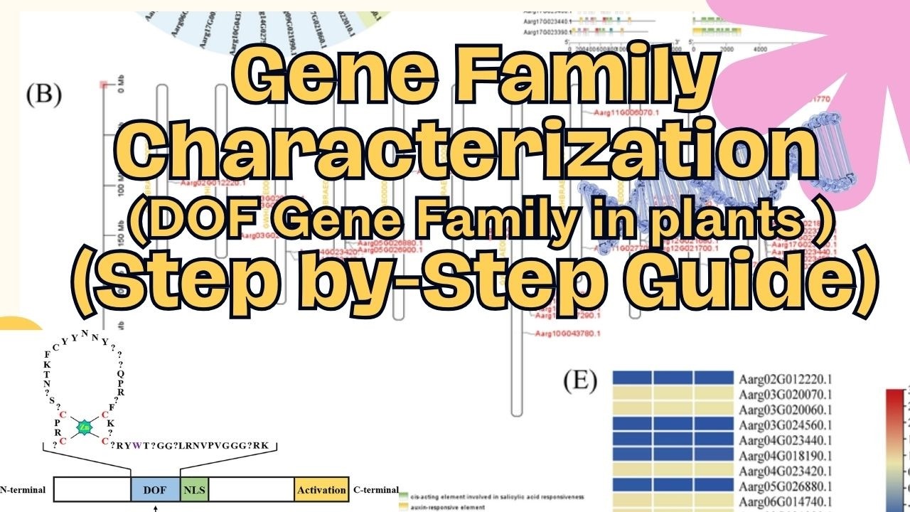 Gene Family Characterization Explained | DOF Gene Family in plants (Step by-Step Guide)