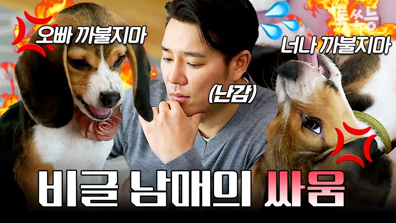 테토남 이태곤도 못 말린 비글 남매의 싸움💥 | #개밥남
