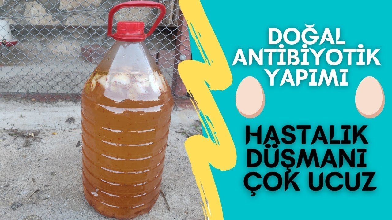TAVUK ÖLÜMLERİNE SON | Tavuklar İçin %100 Doğal Antibiyotik  ÇOK UYGUN MALİYETLİ