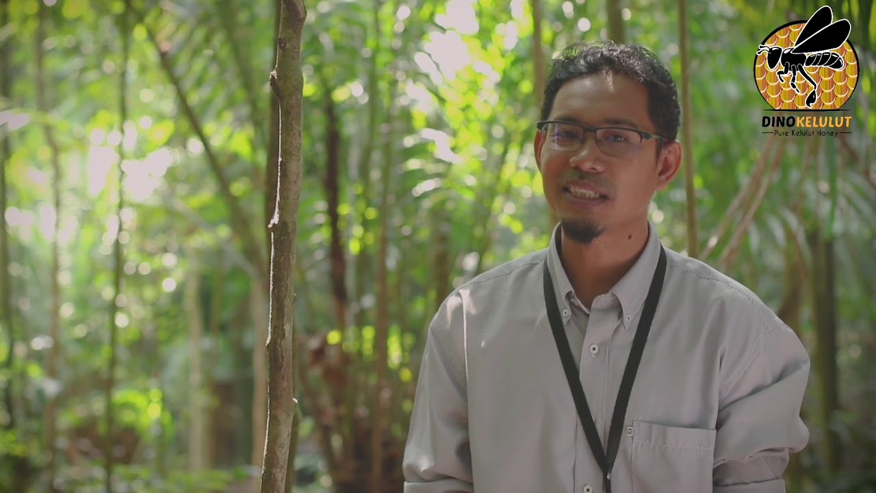 Apa itu Kelulut? Apakah Kelebihan Madu Kelulut?