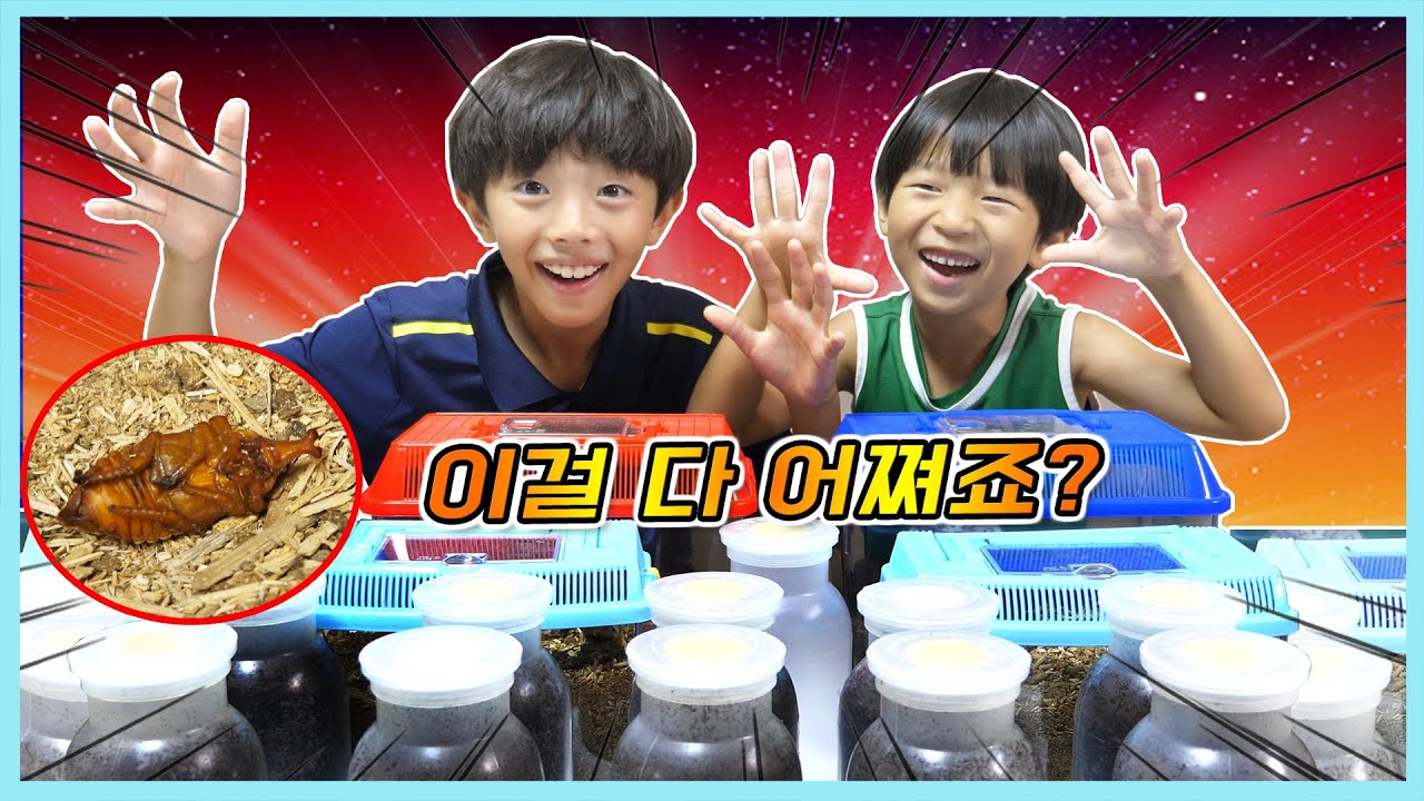 너무많아요~ 장수풍뎅이 번데기가 성충이? 그리고 새롭게 태어난 애벌레들 집옮기기! 정훈TV