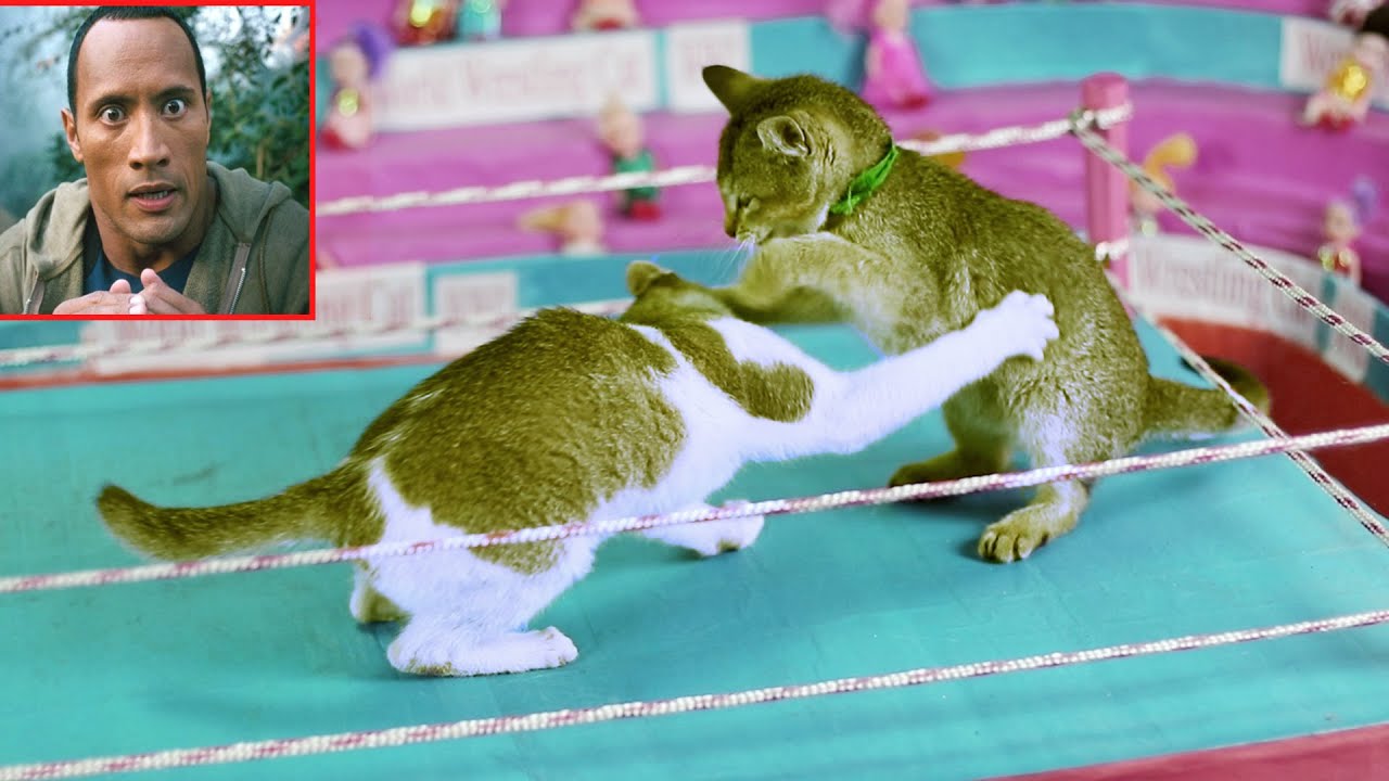 EPIC Funny Cat Fight Competition | Cat Wrestling | Funny cat wwe