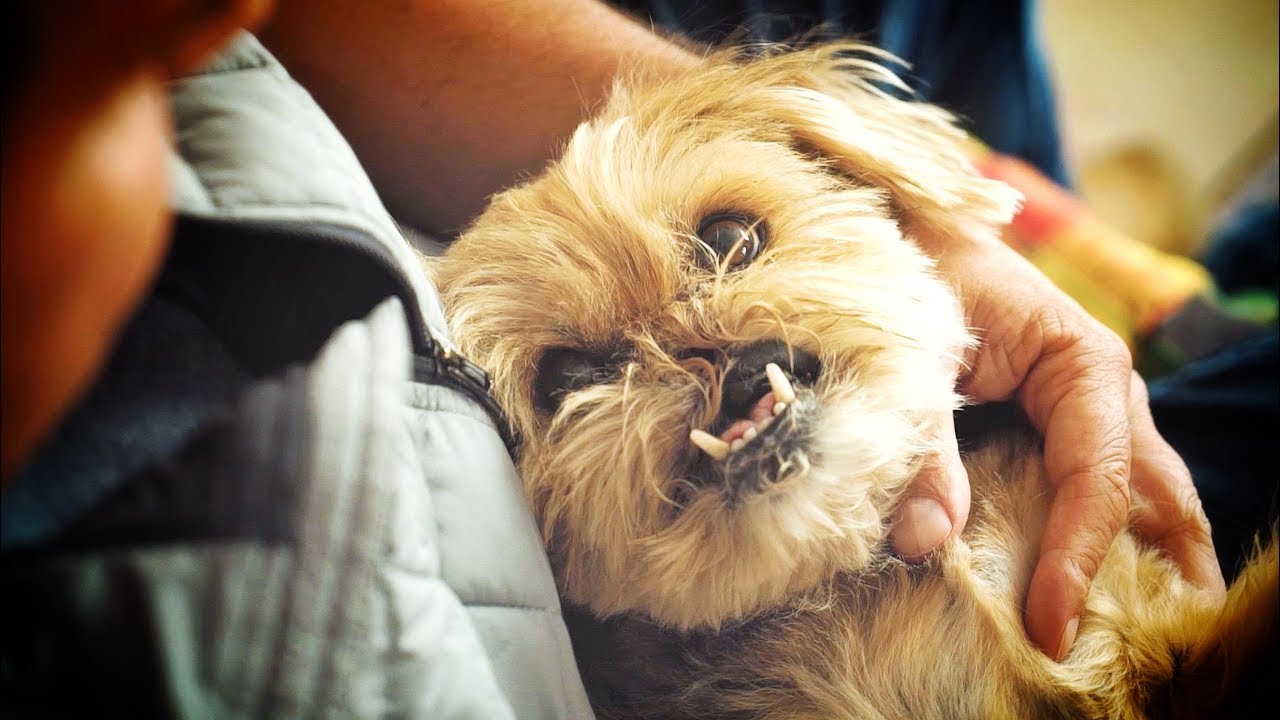 INCREIBLE TRANSFORMACION DE UN PERRO SIN CARA ABANDONADO EN UNA PERRERA | Let´s Adopt España