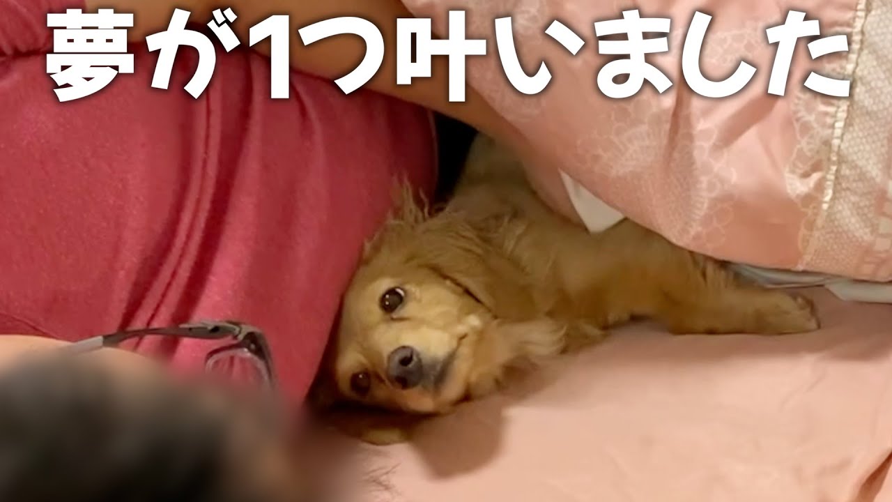 【初めての一緒寝】布団で寝ることを覚えたミニチュアダックスフンド