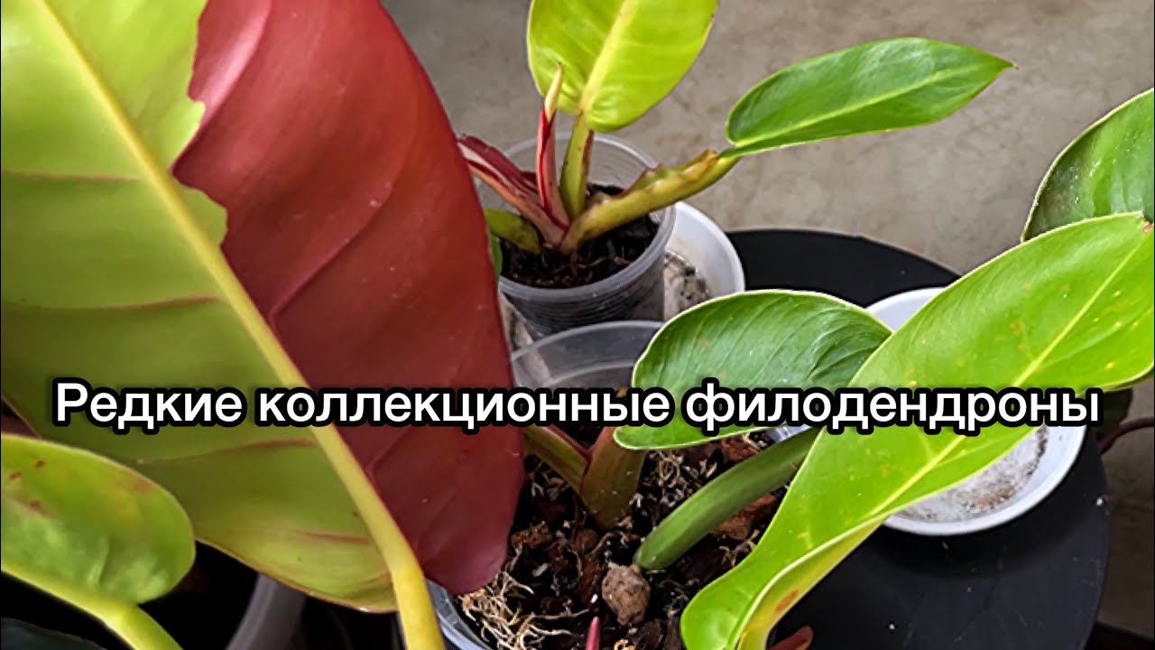 Мои новинки☘️ редкие, коллекционные филодендроны