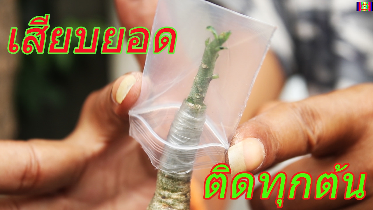 ▶เผยเทคนิคขั้นเทพ เสียบยอดชวนชมด้วยถุงซิบ ติดทุกต้น