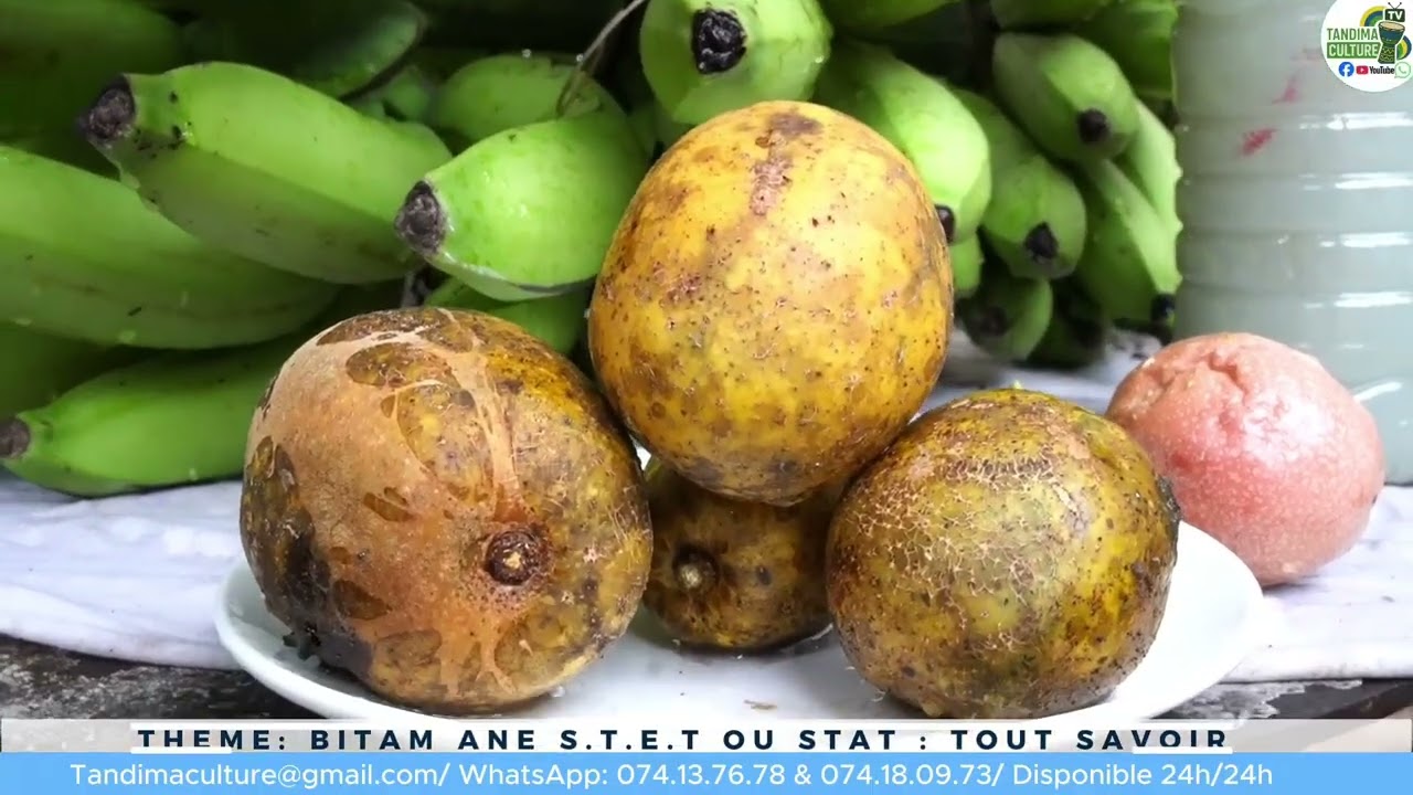 Rétablir la vérité autour de BITAM ÂNE S. T. E. T et BITAM ANE STATE: TOUT SAVOIR. 