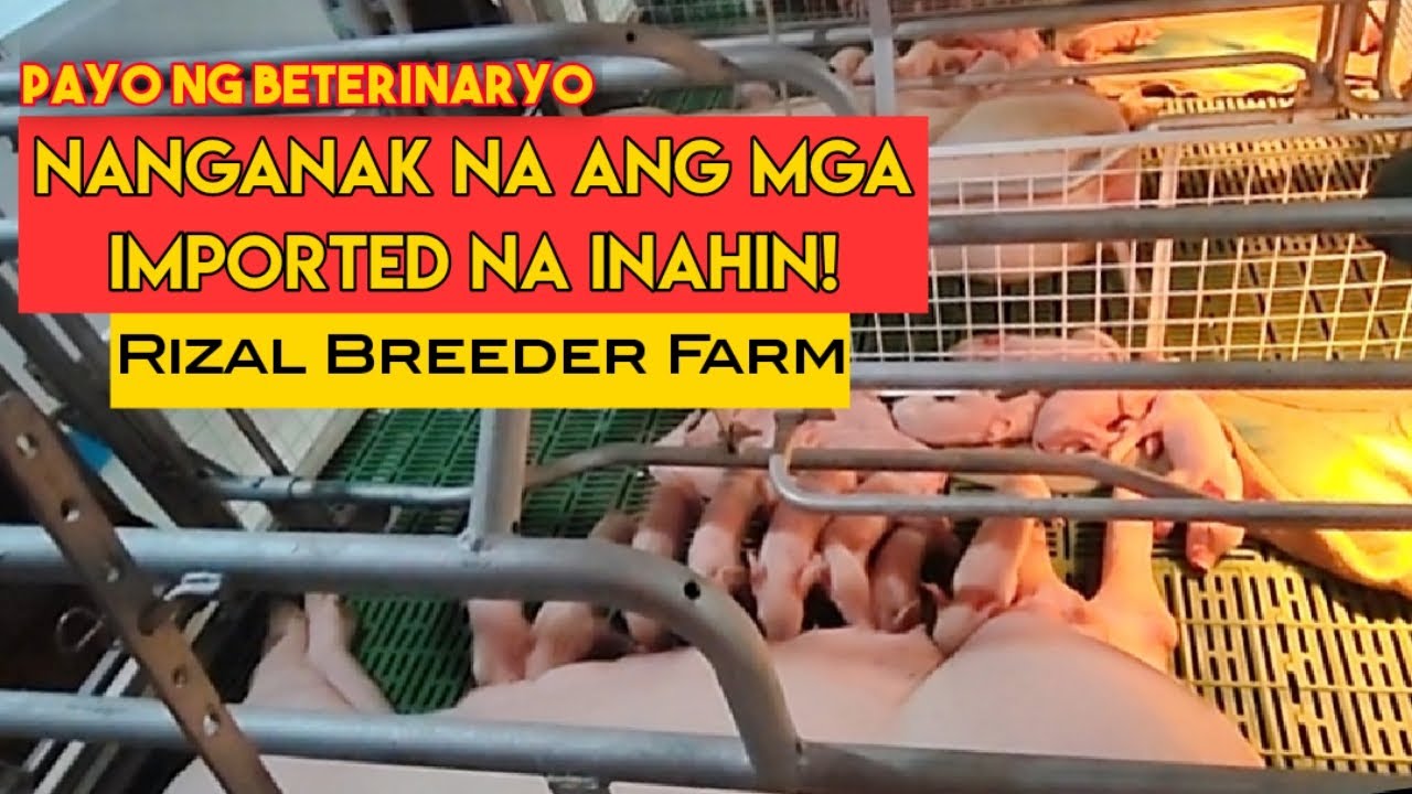 Nanganak na ang mga Imported na Breeders | Sobrang dami! #sow #piggery #piggy #piglet