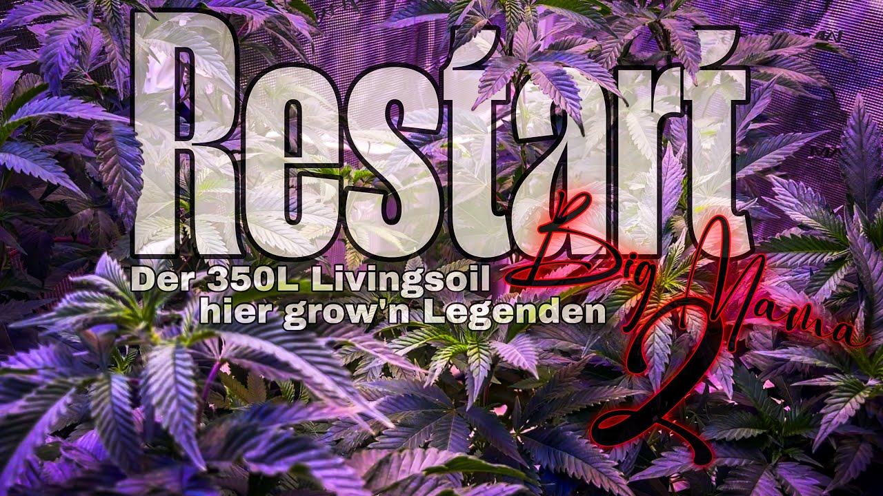 BACK TO THE BEGINNING // Recipe to reactivate the LIVINGSOIL for the next ❓❓ BIG MAMA ❓❓