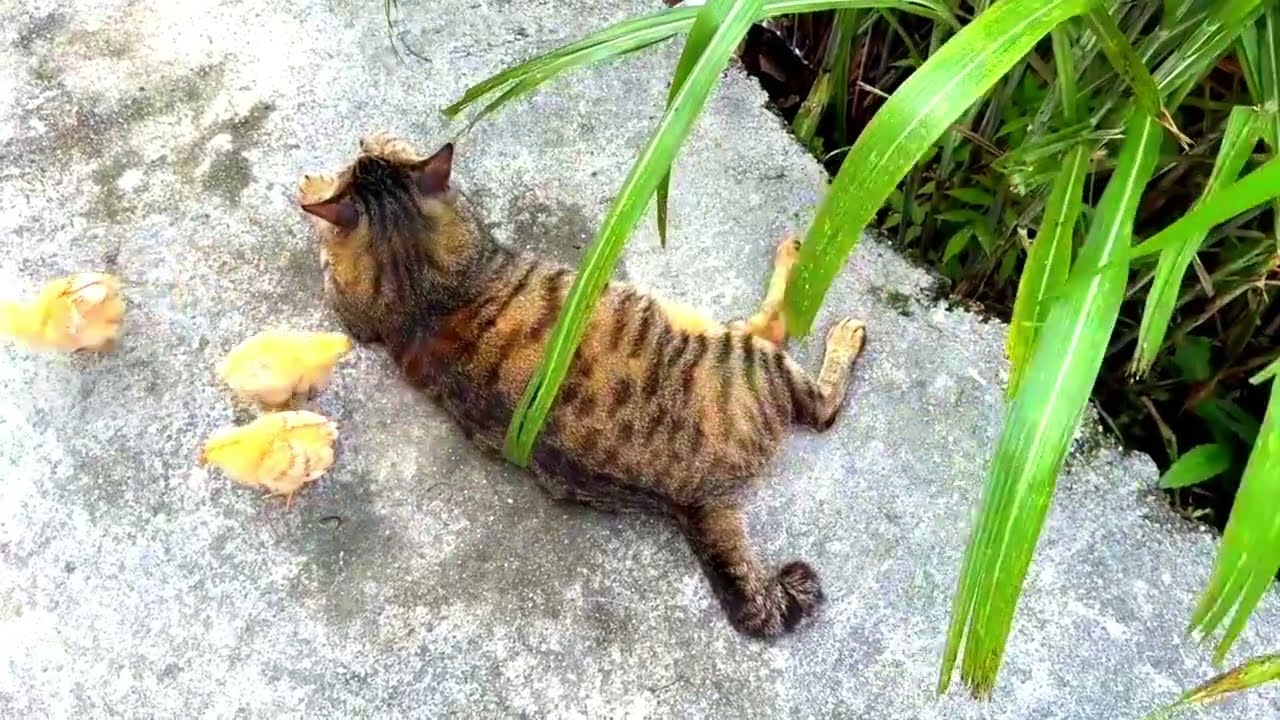 My Cat’s Weird Obsession Biting Ears! 😹 You Won’t Believe This Habit