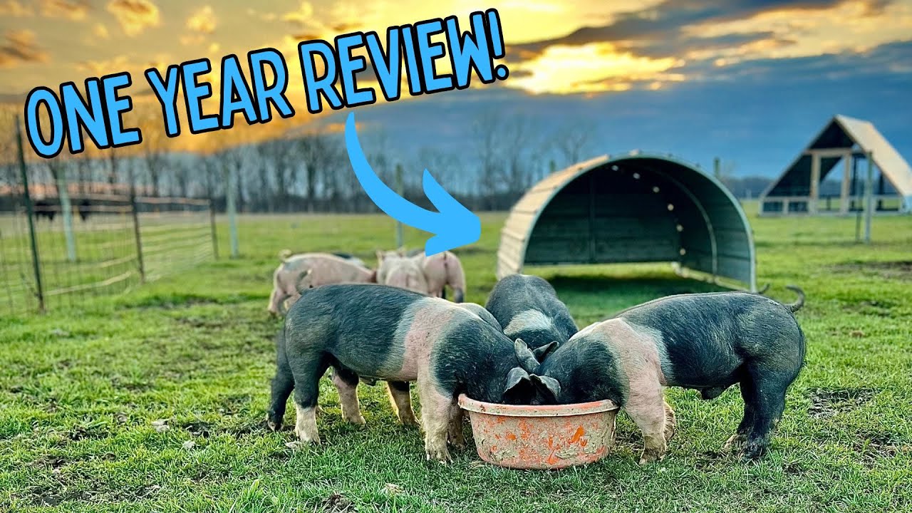 My one year review of the DIY portable pig shelter by Fuller Farms!