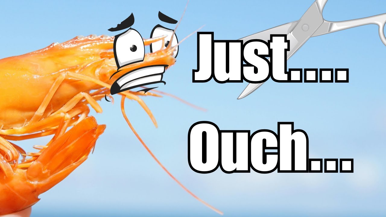 Discover the horrible but necessary truth of shrimp farming