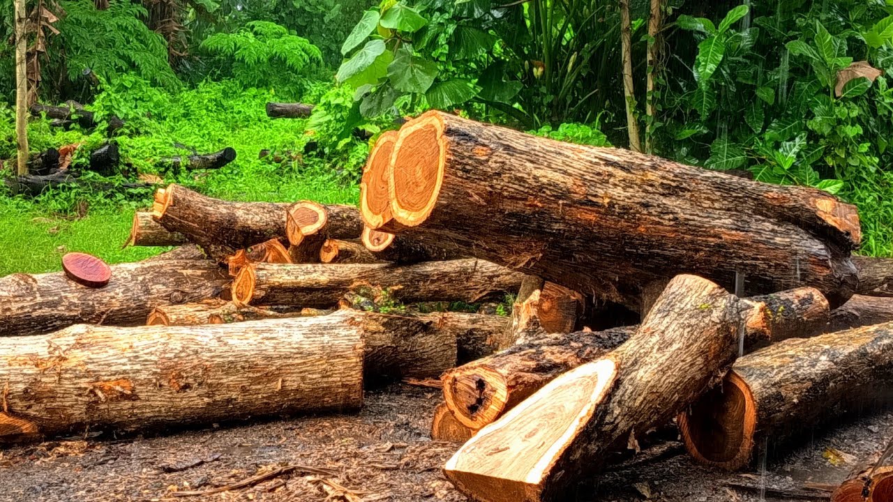 Second to none Sawing beautiful fiber teak wood