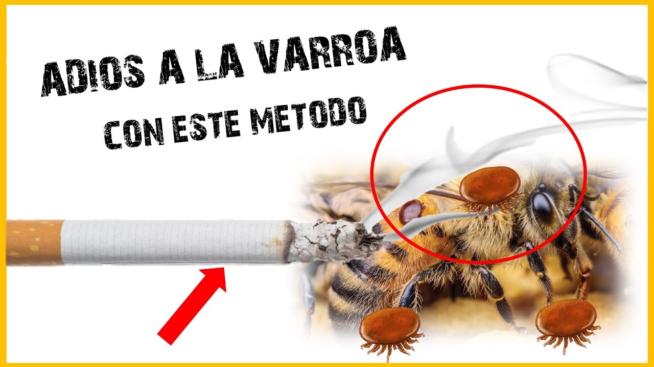 ✅ ASI MANTENGO MIS ABEJAS LIBRES DE VARROA | 👉Control de la Varroa 🐝 