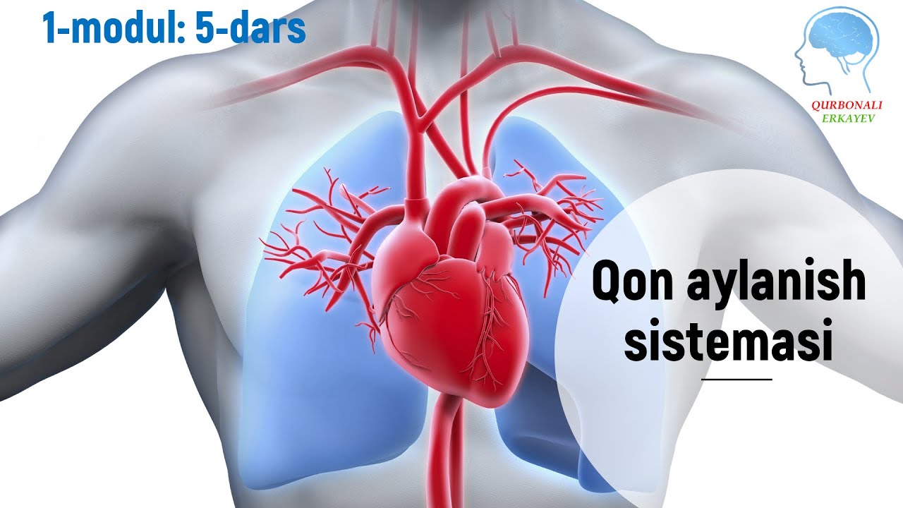 Qon aylanish sistemasi-yurakning anatomiyasi || Қон айланиш системаси-юракнинг анатомияси