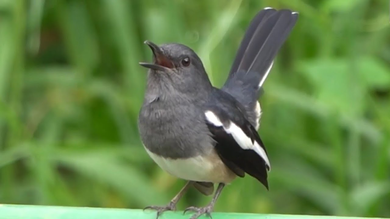 Bird Song: Female ORIENTAL MAGPIE-ROBINS' Singing compilation, Singapore