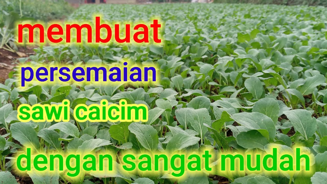 membuat persemaian sawi caisim