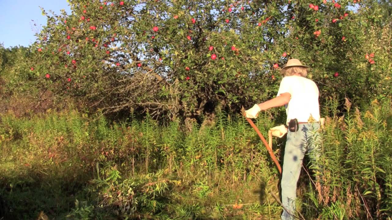 Scythe Mowing a Wild Orchard