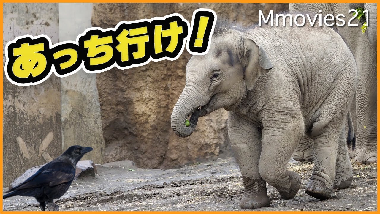 【渾身の威嚇】カラスに立ち向かうタオが勇敢過ぎた！アジアゾウの成長〜Asian Elephant 