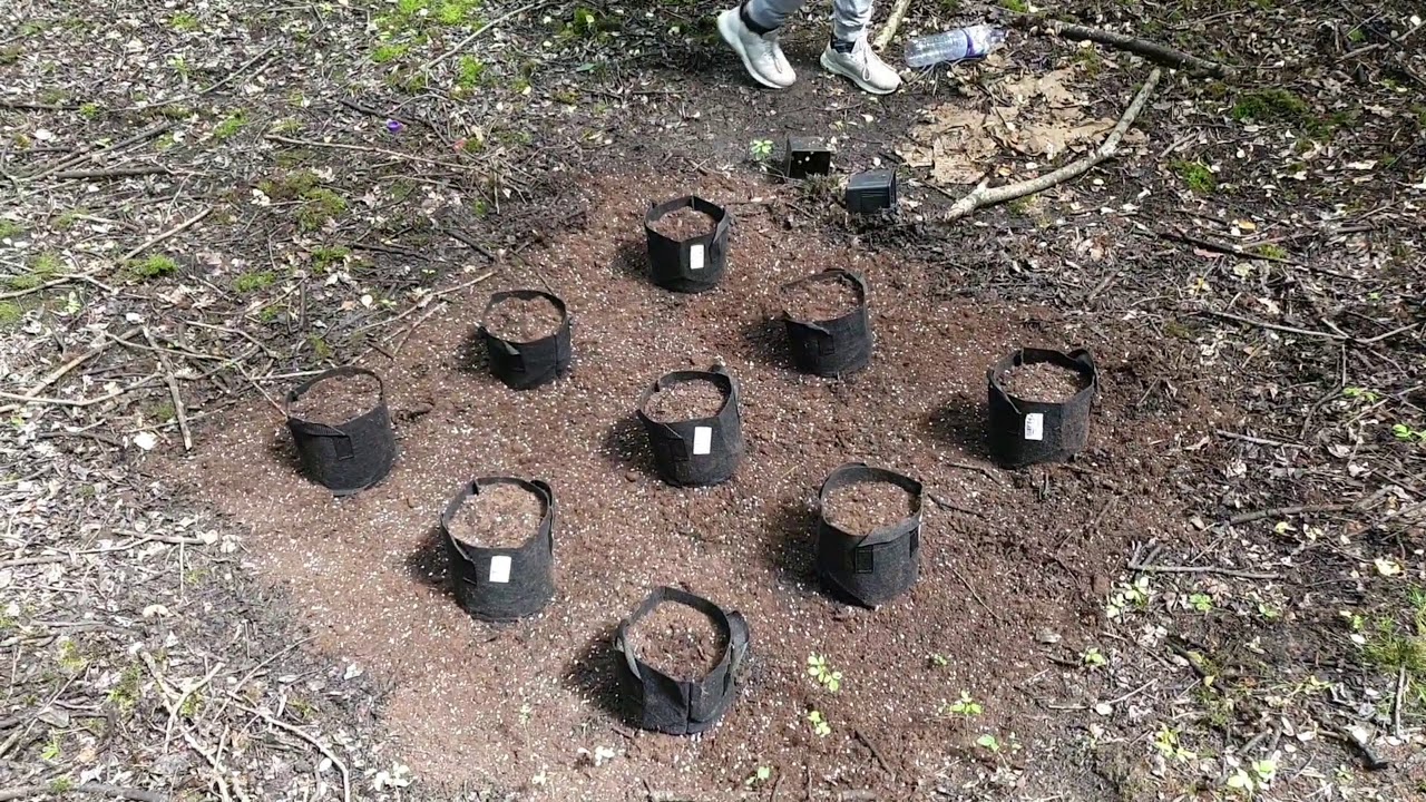 Chocolate Haze Outdoor July 2019 #RoyalQueenSeeds #UK