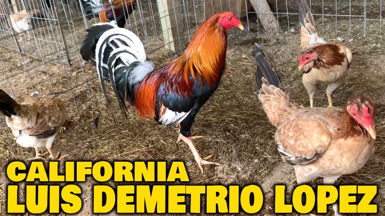 Luis Demetrio Lopez Farm Delhi California - Beautiful Birds
