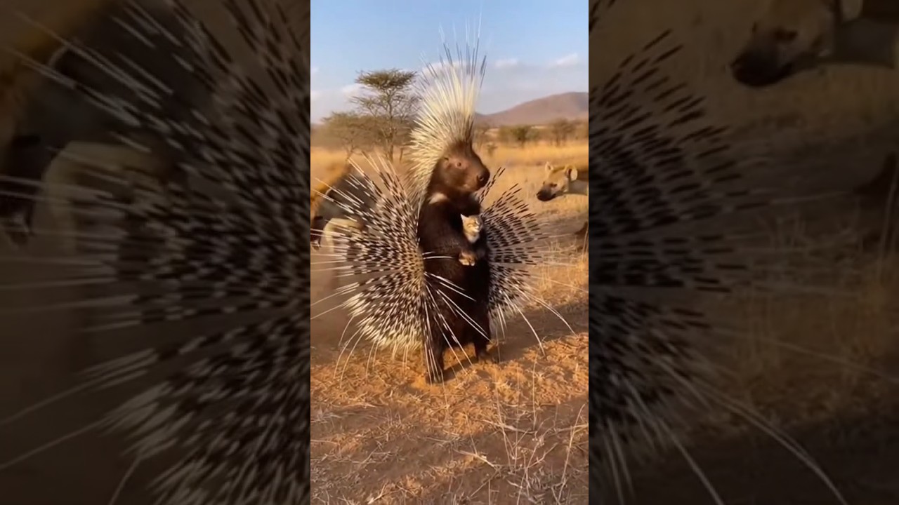 &ldquo;Tiny Kitten, Huge Danger &mdash; Saved by a Porcupine Warrior&rdquo;