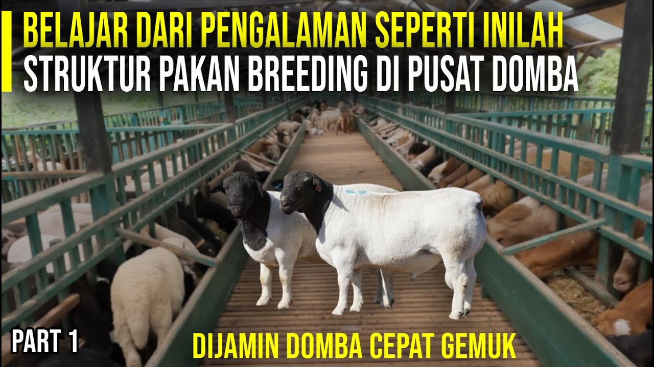 Tips Pakan Ternak Domba Breeding Cepat Gemuk Dan Cepat Untung @pusatdomba