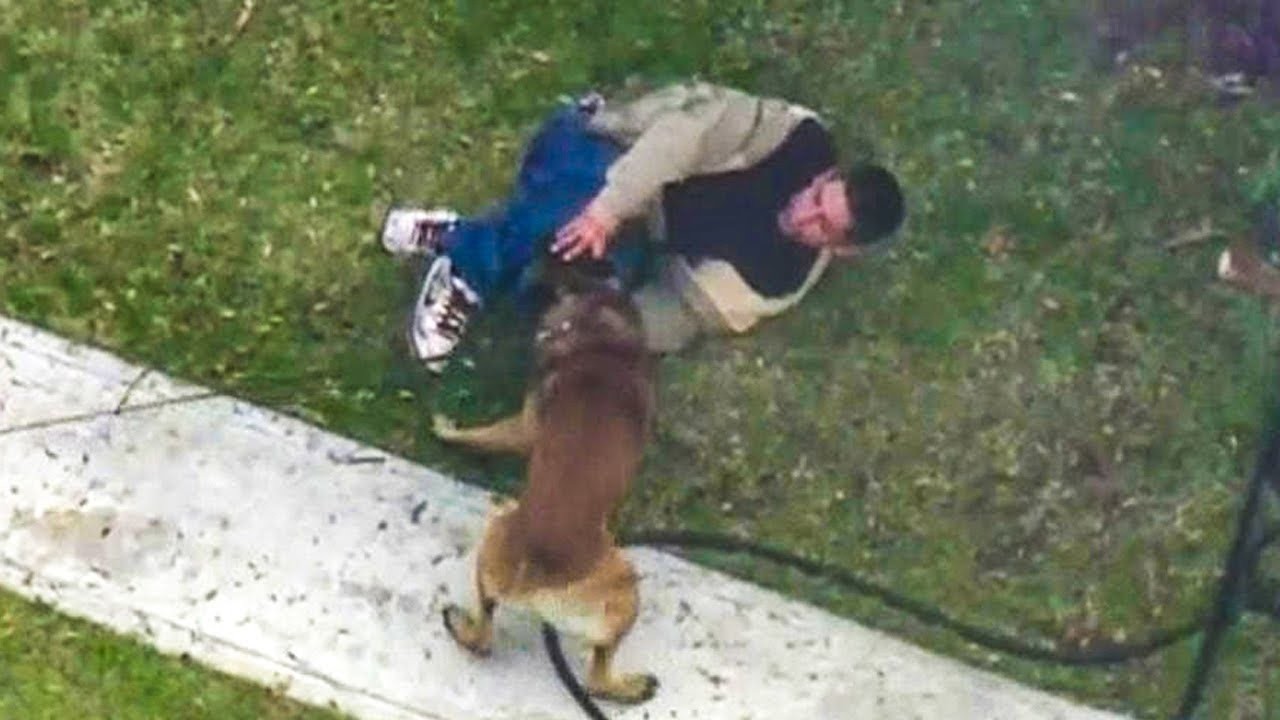 Police K9 Unit Takedowns That Are Unforgettable