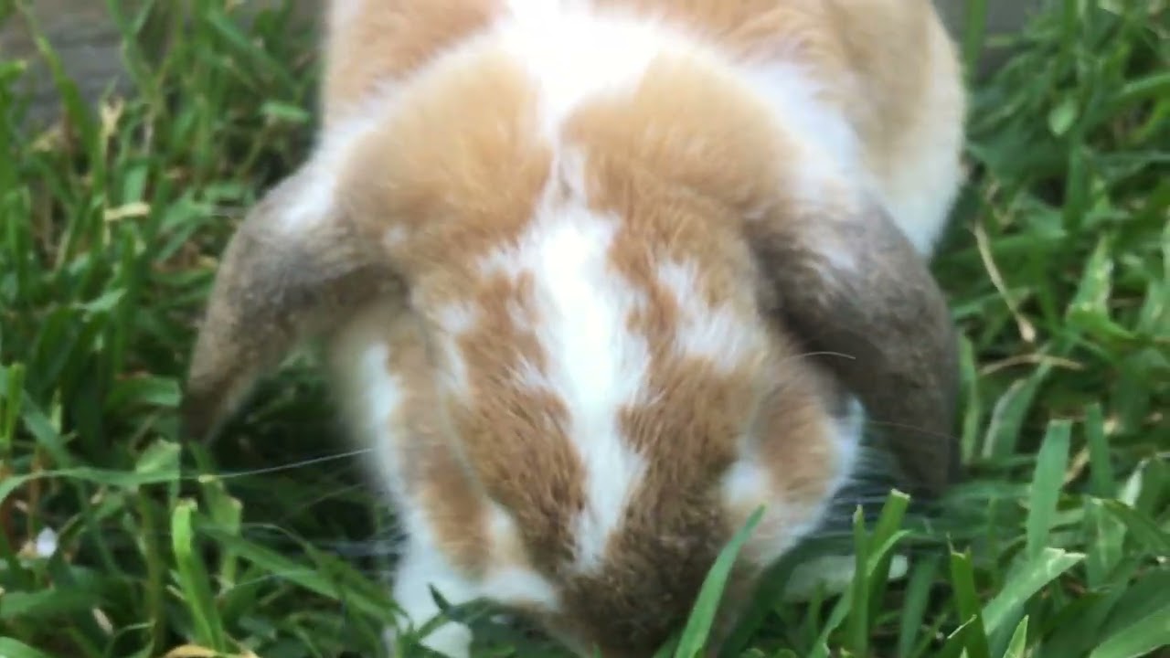 Cute Bunny Cookie