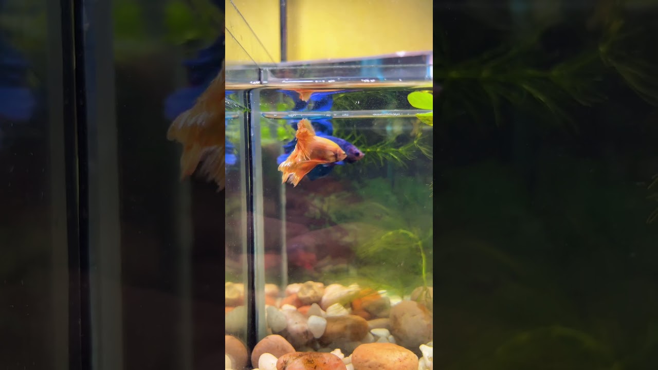 Cute betta fish #aquarium #aquariumfish #bettafishuae #explore168 #shorts