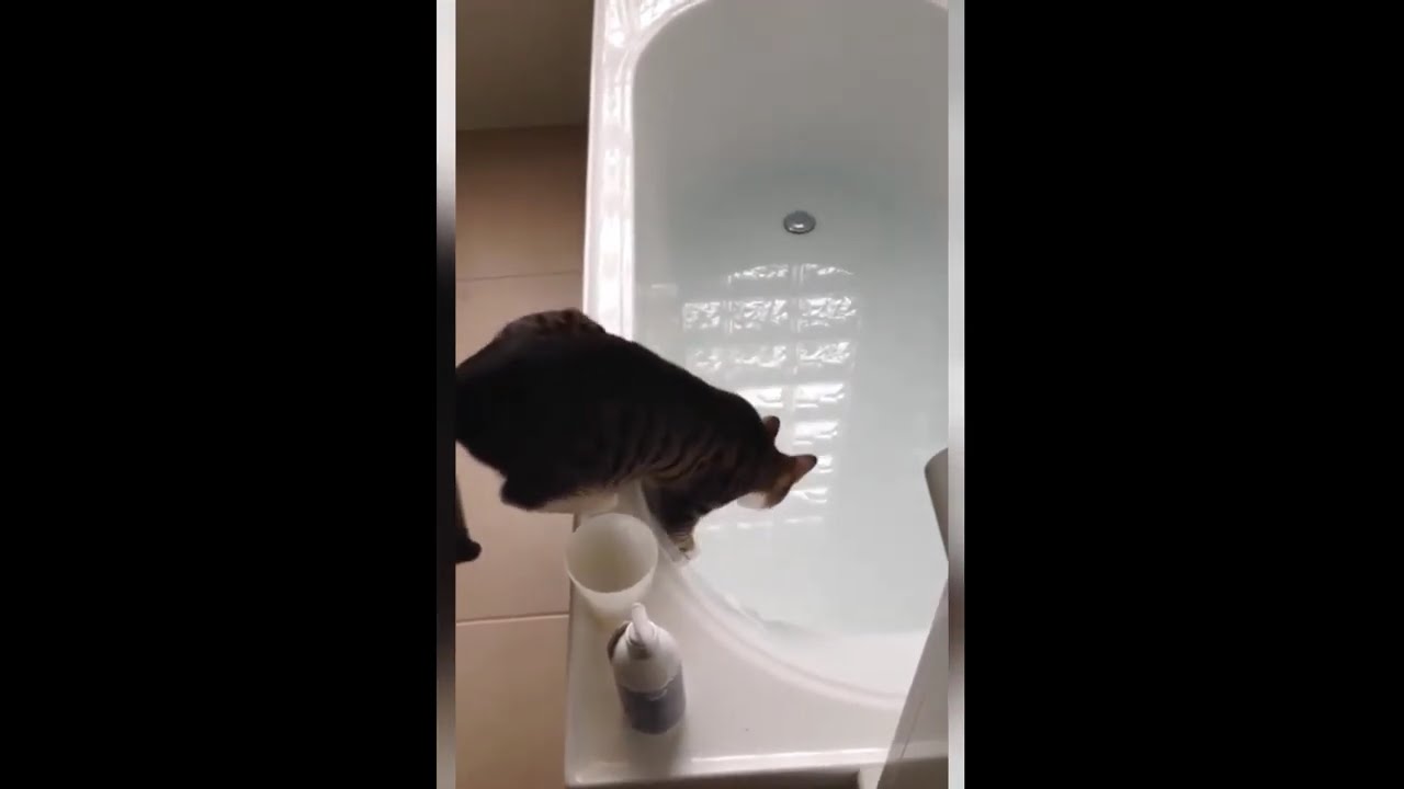 funny animals videos part 8 #funny   #animals