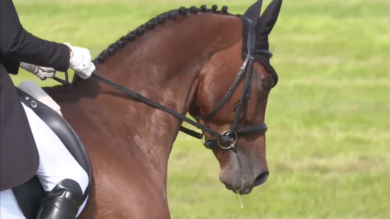 Sir Mark Todd at Barbury International Horse Trials - Event Rider Masters 2017