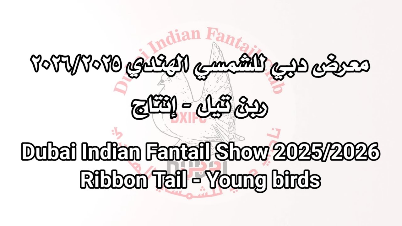 معرض دبي للشمسي الهندي  ربن تيل - إنتاج Dubai Indian Fantail Show 2025/2026Ribbon Tail - Young birds