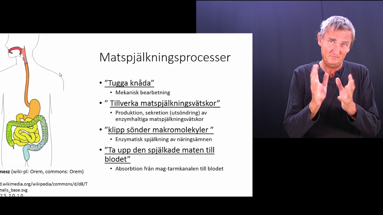 Matspjälkning del 1 (13)