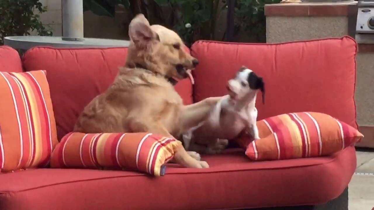 Hilarious dachshund smacks down a golden retriever