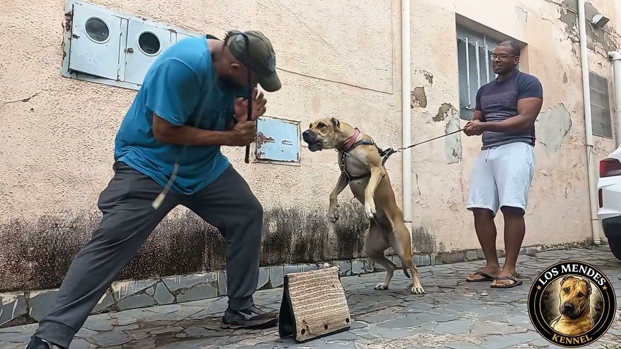 GENÉTICA QUE ENTREGA. TÉCNICA QUE TRANSFORMA. - LOS MENDES KENNEL