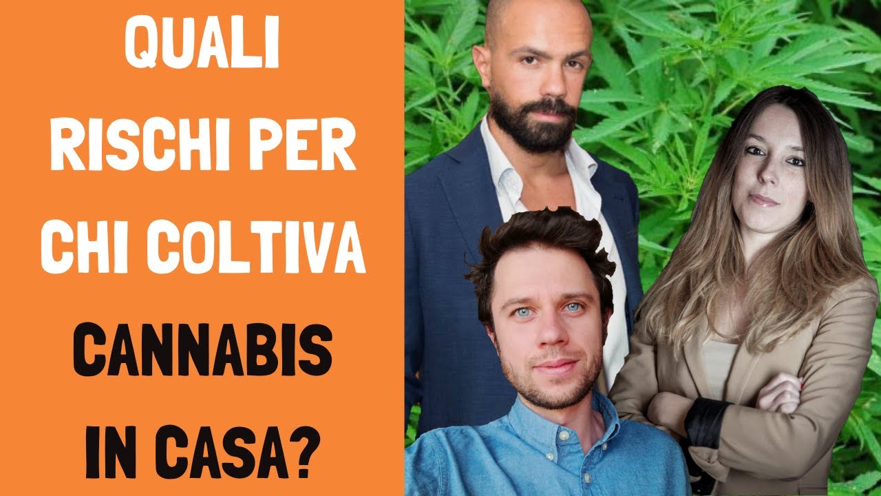 Quali rischi per chi coltiva cannabis in casa?