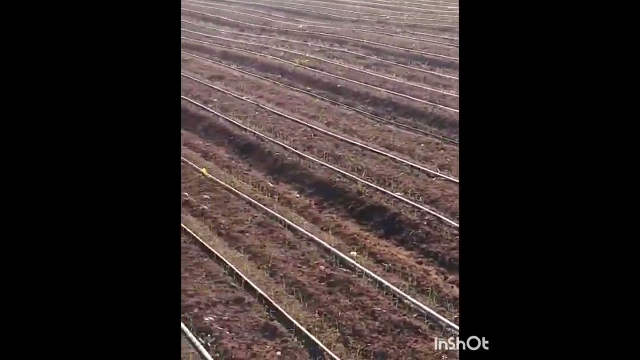 عملية إنبات زراعة البصل بالبدارة تجربة وخبرة الفلاح من أجل سيادة الغذائيةمع حترام دورة زراعية