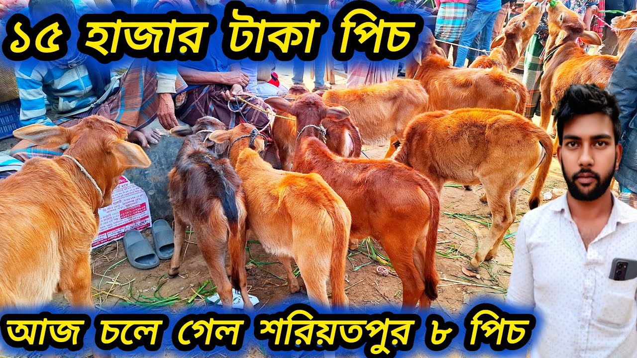 ০৭/০৩/২৬/ দেশি বকনা ও ষাঁড় বাছুর গরু ১৫ হাজার টাকা পিচ থেকে শুরু কিনলেন শরীয়তপুরের খামারি #বকনা 