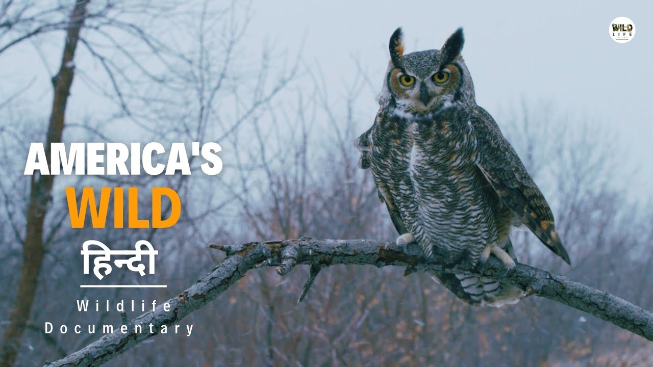 America's Wild, Winter - हिन्दी डॉक्यूमेंट्री | Wildlife documentary in Hindi
