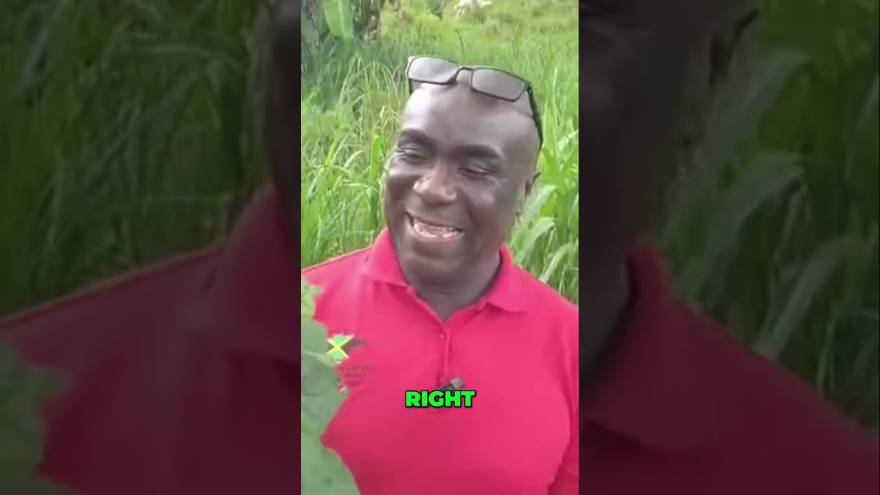 Ямайские травы: подпишитесь сейчас и откройте секреты острова!