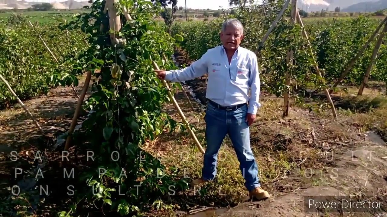 CULTIVO DE MARACUYA - SANTA - PERÚ - I