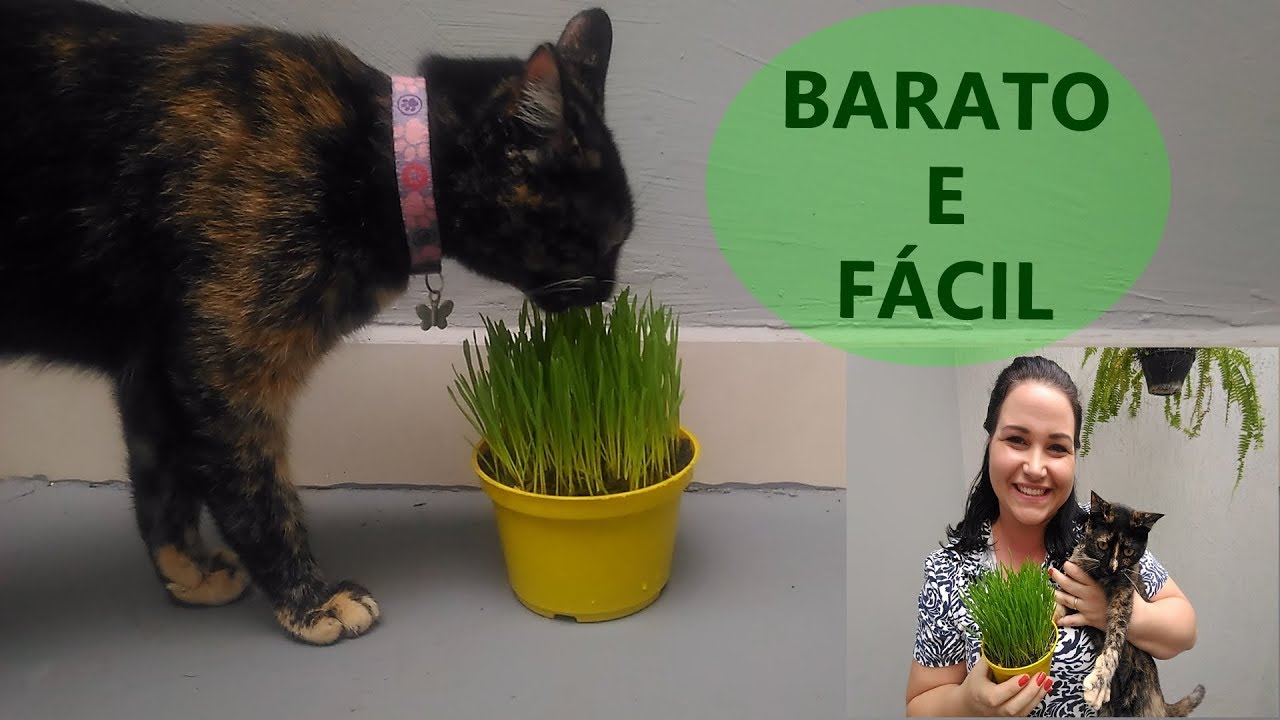 COMO PLANTAR GRAMA PARA SEU GATO l (não compre) - Joyce Souza