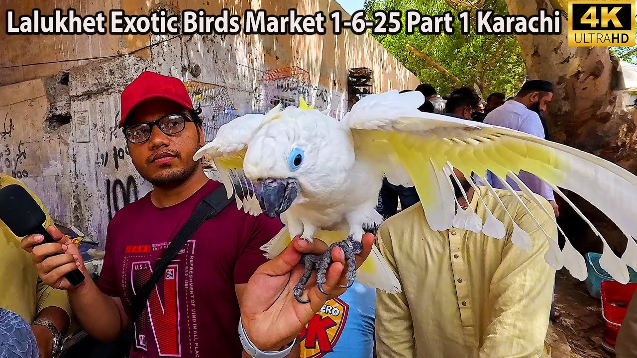 Lalukhet Exotic Birds Market 1-6-25 Karachi | Rare and Unique Hen and Rooster and Parrots Birds