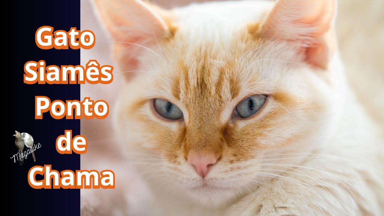 Gato Siamês Red Point o extrovertido e  raro ´Pontas de Chamas.