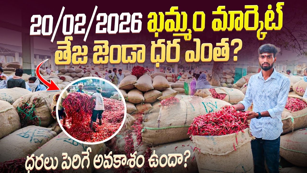 20/02/2026 #ఖమ్మం_తేజ మిర్చి మార్కెట్ ధరలు మిరప ధరలు పెరిగే అవకాశం ఉందా?#todayspeedmarketchilli