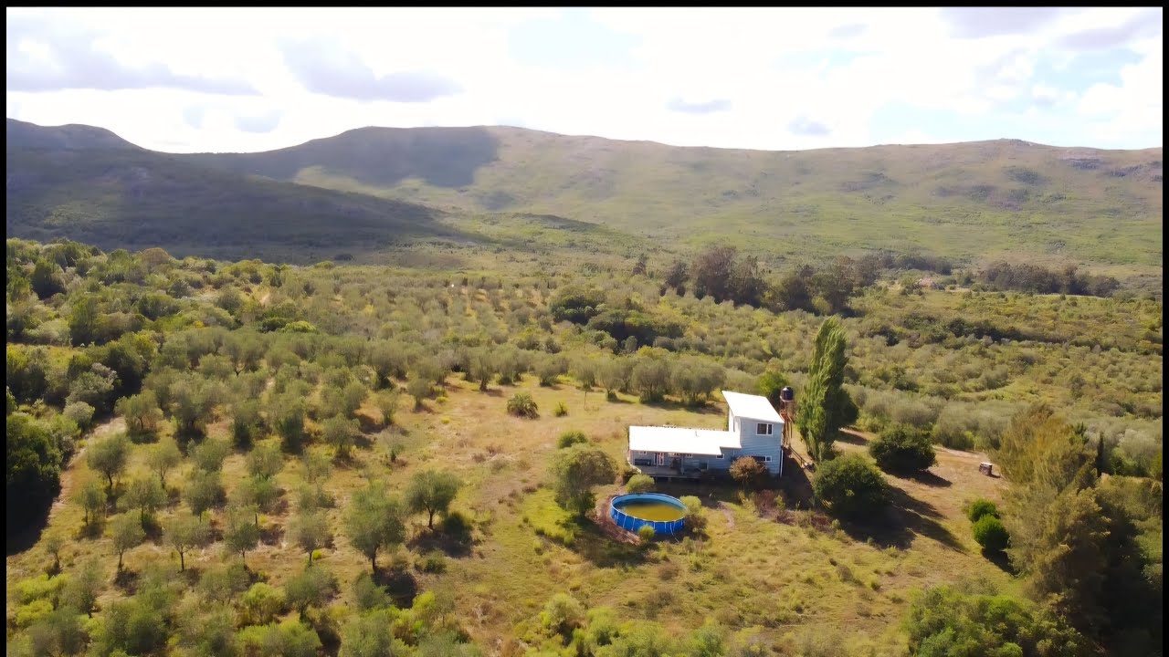 Vendo campo de Olivos 43ha