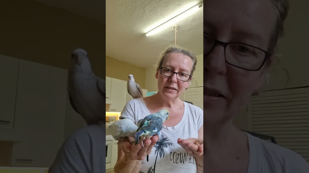Hans und Franz sind wieder in der Vogelschule
